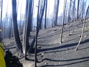 Burned slopes near Santa Clara Canyon, NM following 2011 Las Conchas Wildfire. 
Credit: Santa Clara Pueblo
