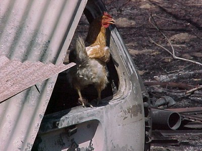 Chicken After a Wildfire