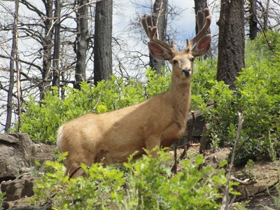 Wildlife in a Recovering Burn Area