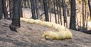 fiber roll / wattle