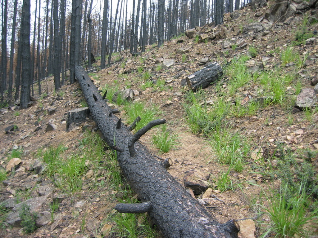 log erosion barrier/contour log felling