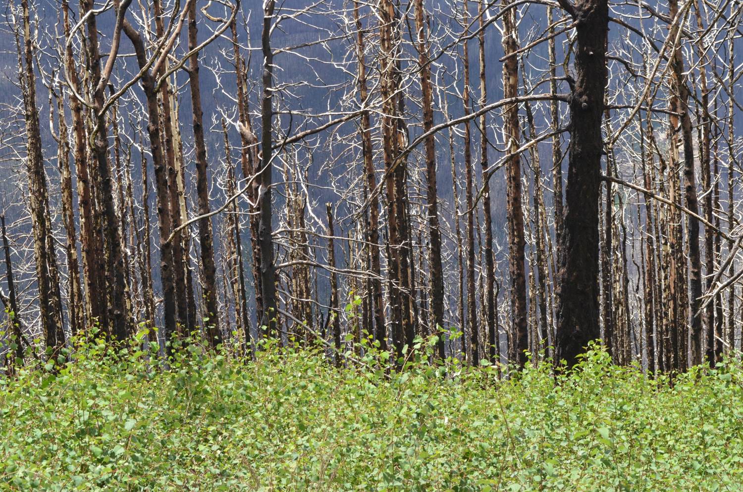 New Growth After a Wildfire