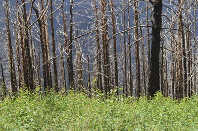 New Growth After a Wildfire