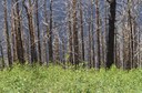 Courtesy of NM State Forestry, by Daniela Roth.