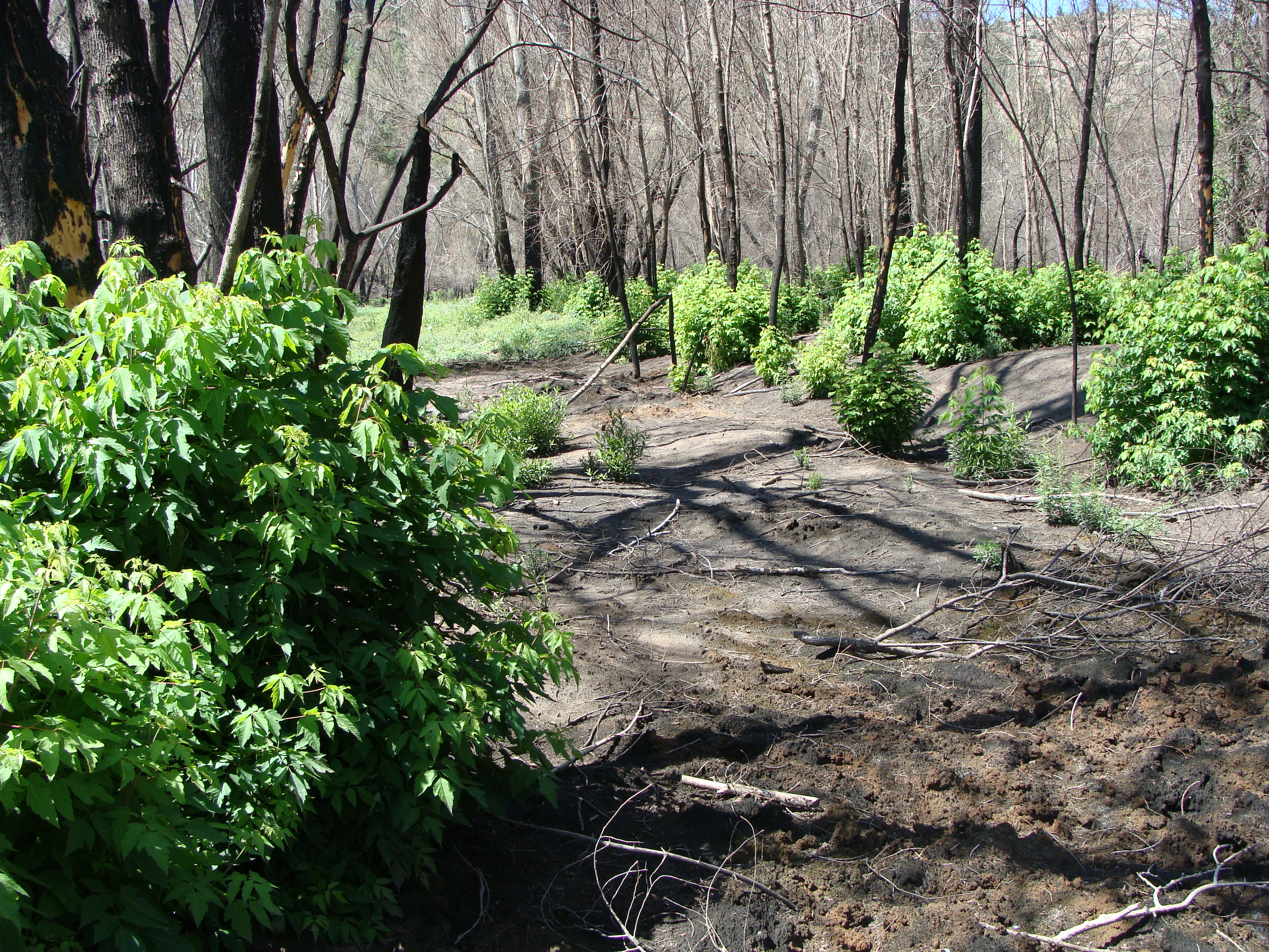 New Growth in a Burned Area