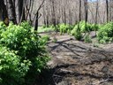 Courtesy of NM State Forestry. Photo by Nick Smokovich.