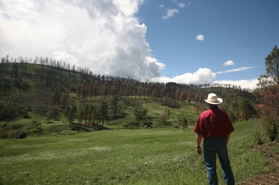 NRCS Staff Surveys a Rehabilitated Wildfire Area.