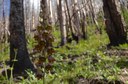 Courtesy of NM State Forestry, by Daniela Roth.