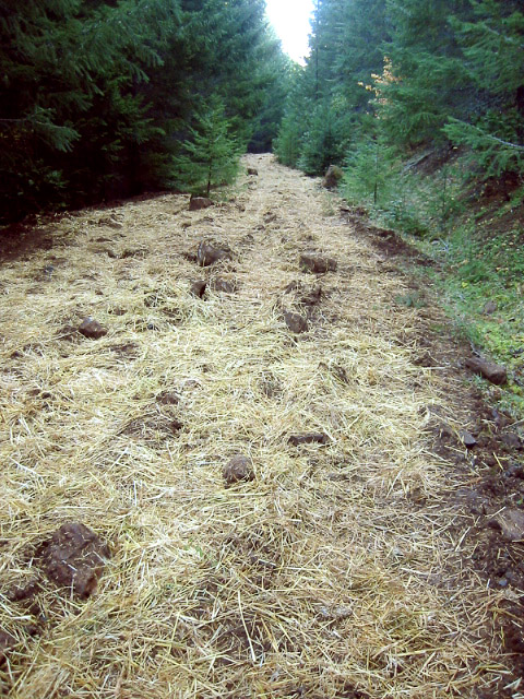 road decommissioning post fire