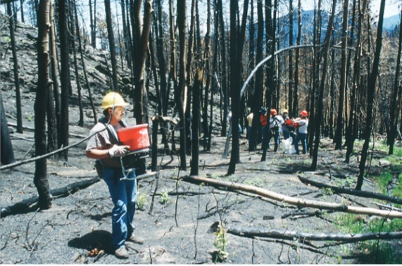 hand seeding post fire