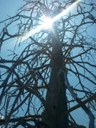 Courtesy of NM State Forestry. Photo by Shannon Atencio.