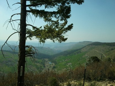 New Growth after Wildfire. Courtesy of NM State Forestry. Photo by Shannon Atencio.