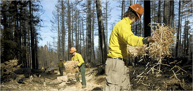 NRCS Staff Surveys a Rehabilitated Wildfire Area.
Courtesy of NRCS. Photo by Rey Adame. post-wildfire treatments